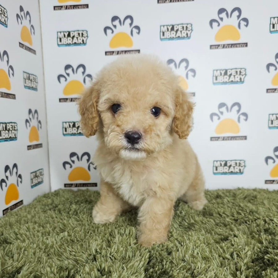 Tiny Poodle Puppy (Male) For Sale