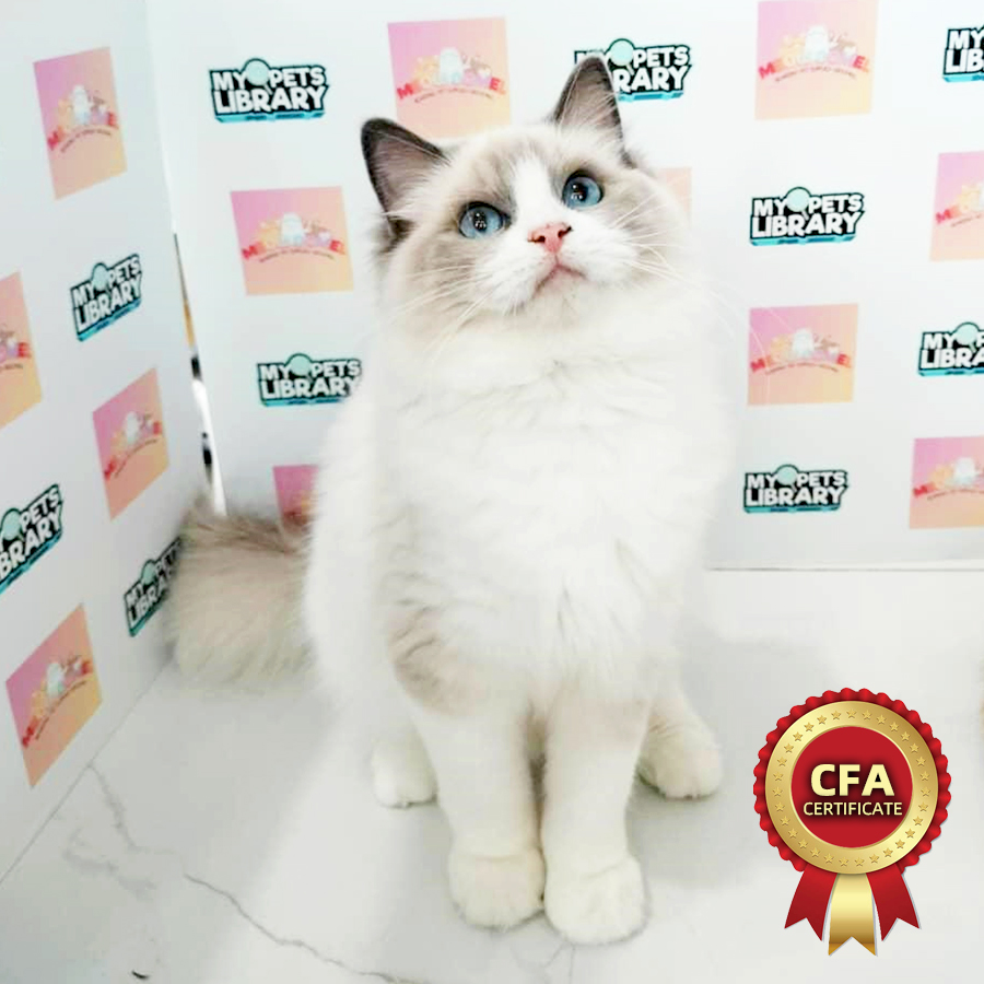 CFA Ragdoll Kitten (Female) For Sale
