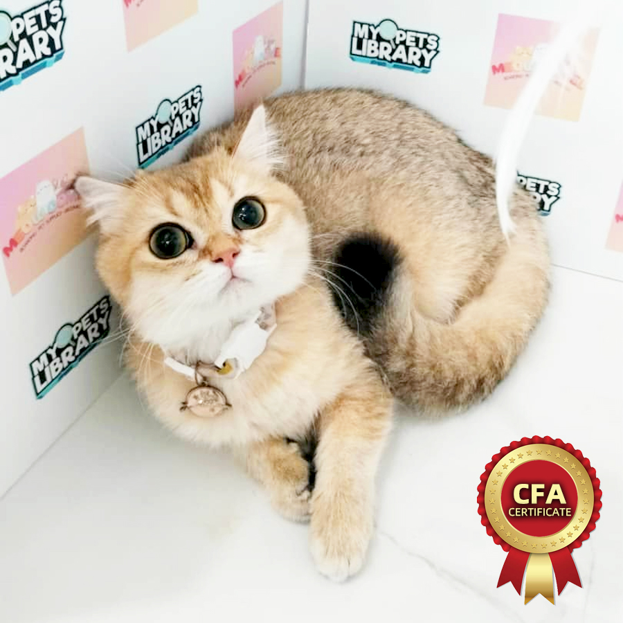 CFA British Shorthair Kitten (Female) For Sale