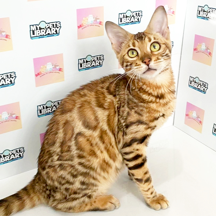 Bengal Kitten (Male) For Sale