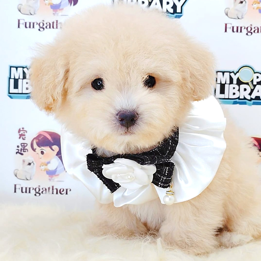 Maltipoo Puppy (Male) For Sale