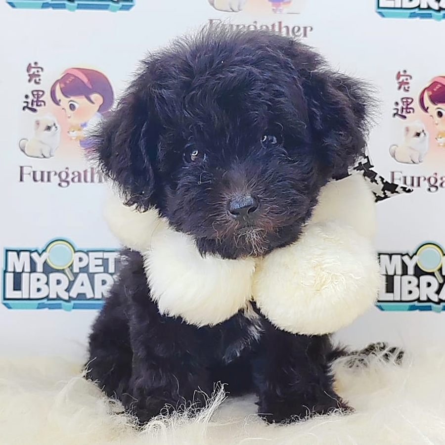 Tiny Toy Poodle Puppy (Male) For Sale