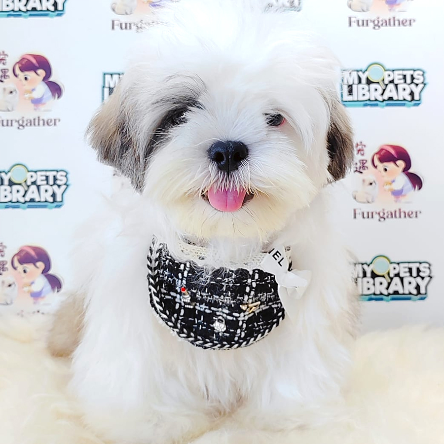 Shih Tzu Puppy (Male) For Sale