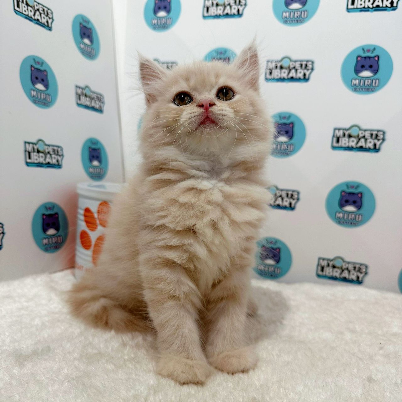 Persian Kitten (Female) For Sale