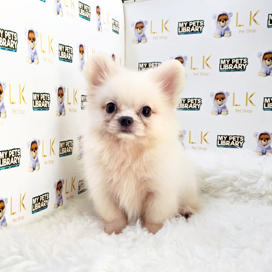 Pekingese Mix Pomeranian Puppy (Male) For Sale