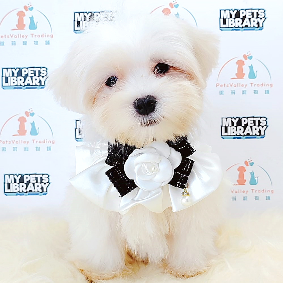 Maltese Puppy (Male) For Sale
