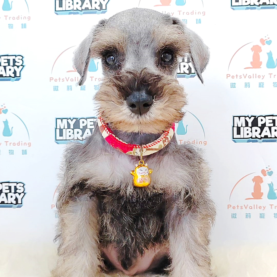 Schnauzer Puppy (Male) For Sale