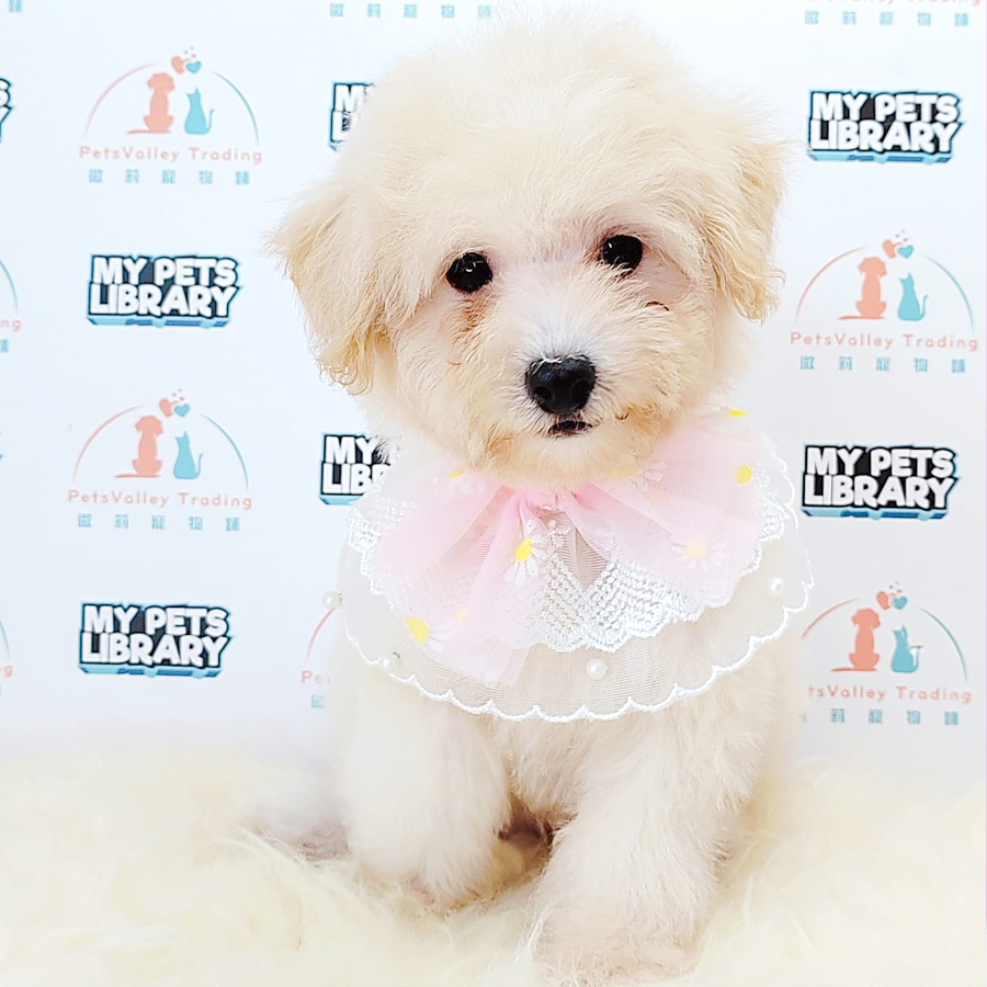 Maltipoo Puppy (Female) For Sale