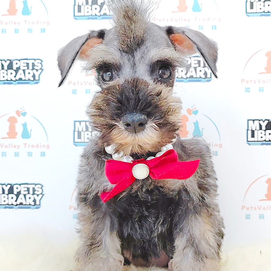 Schnauzer Puppy (Male) For Sale