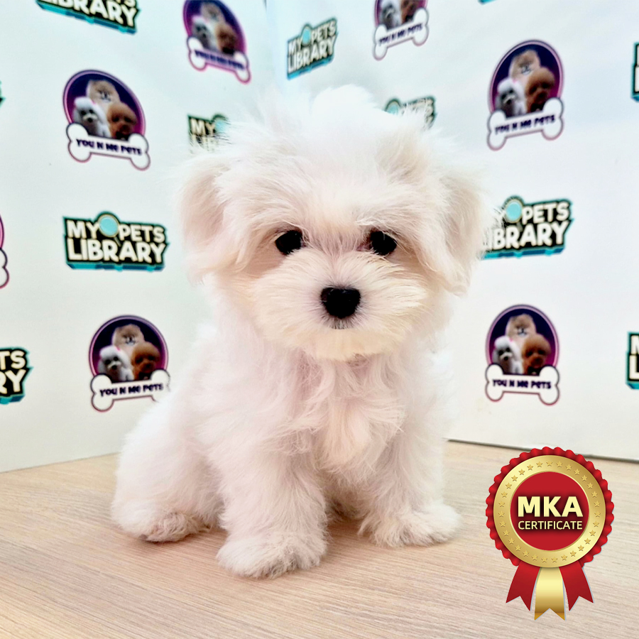 MKA Tiny Maltese Puppy (Female) For Sale