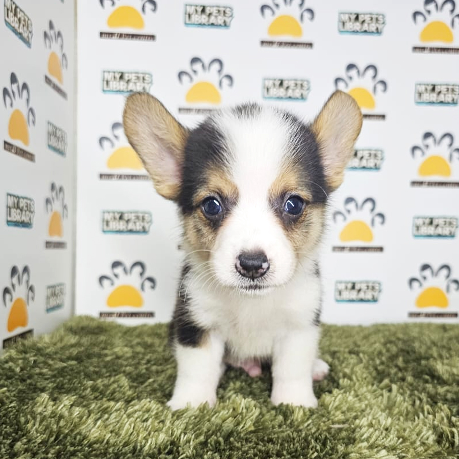 Corgi Puppy (Male) For Sale