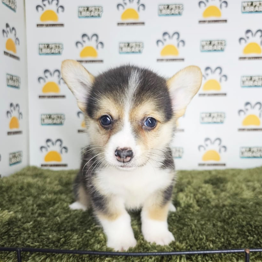 Corgi Puppy (Male) For Sale