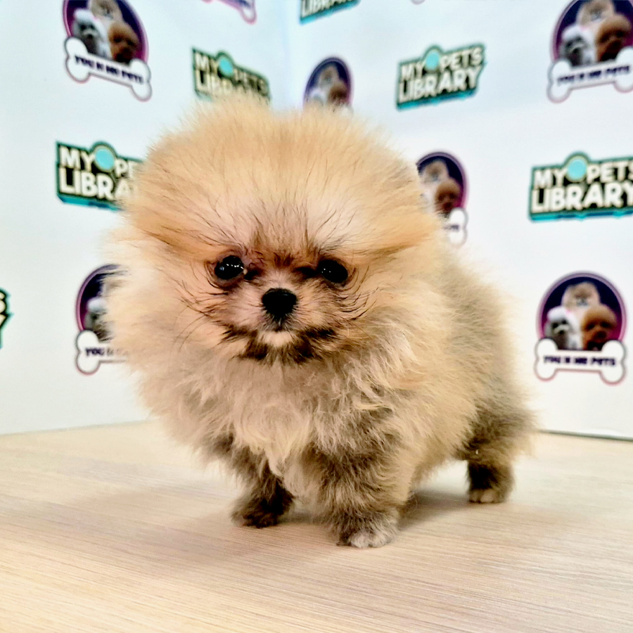Teacup Pomeranian Puppy (Female) For Sale