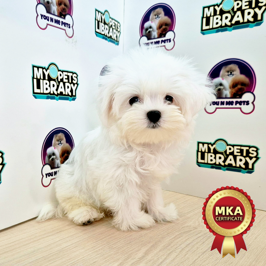 MKA Tiny Maltese Puppy (Male) For Sale