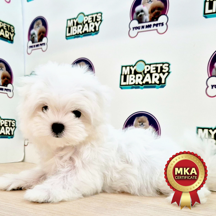 MKA Tiny Maltese Puppy (Female) For Sale