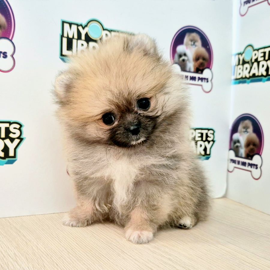 Tiny Pomeranian Puppy (Female) For Sale