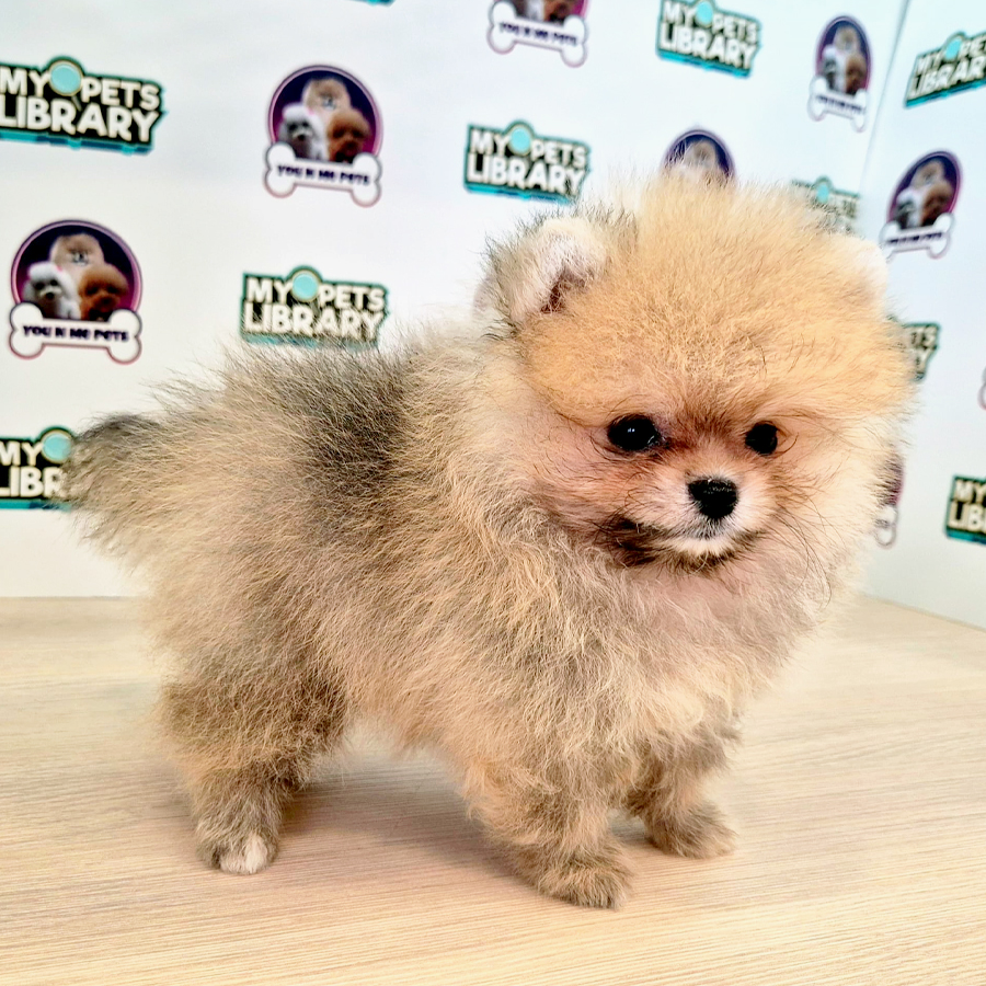 Tiny Pomeranian Puppy (Male) For Sale