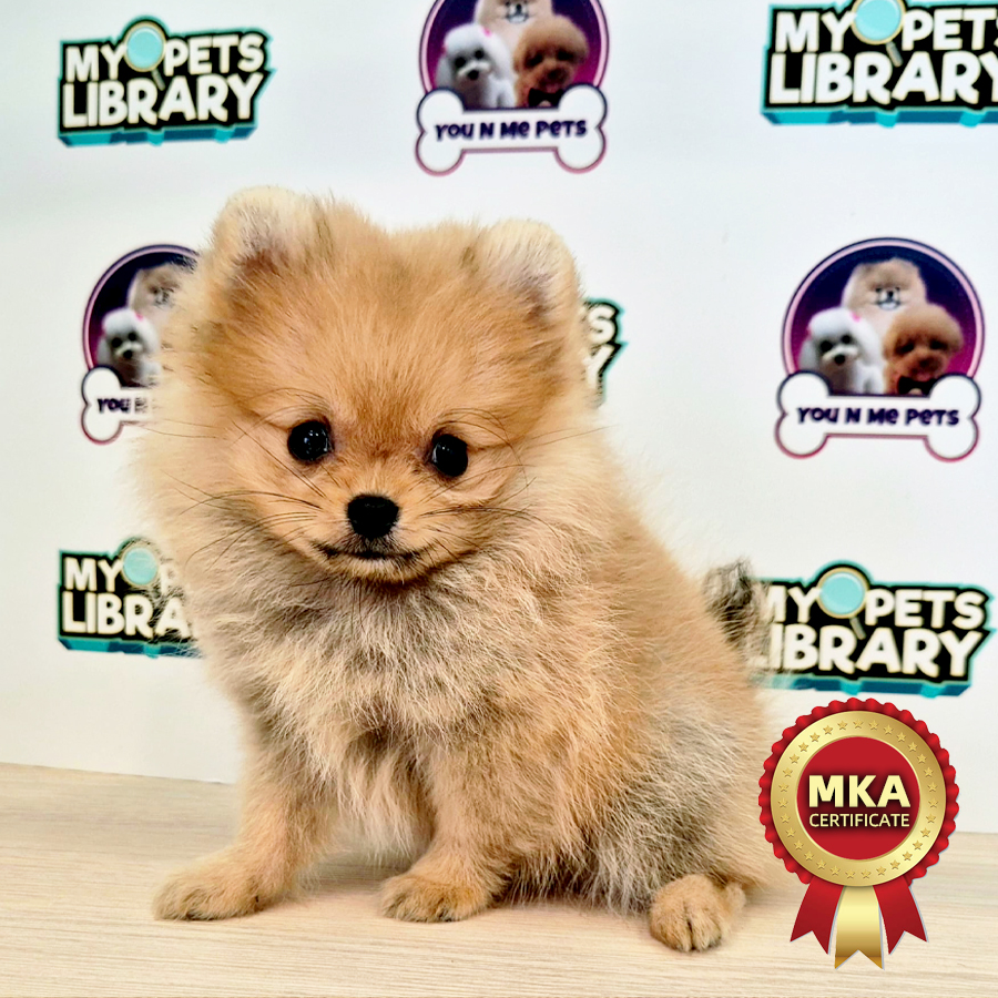 MKA Tiny Pomeranian Puppy (Male) For Sale