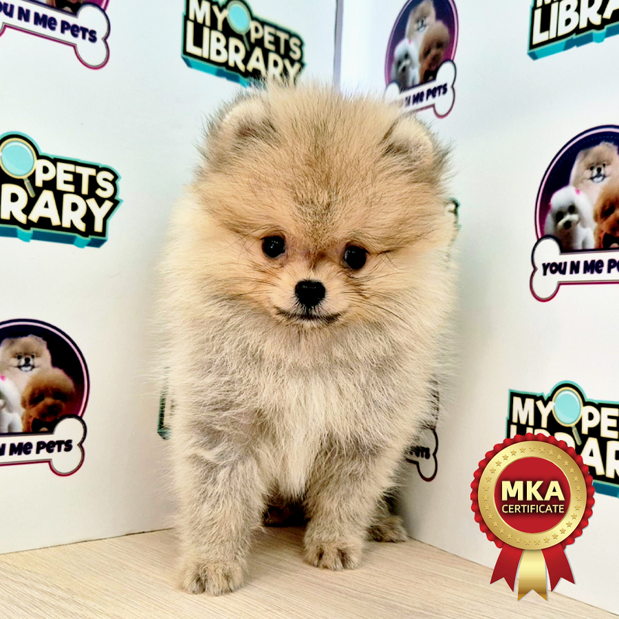 MKA Tiny Pomeranian Puppy (Male) For Sale