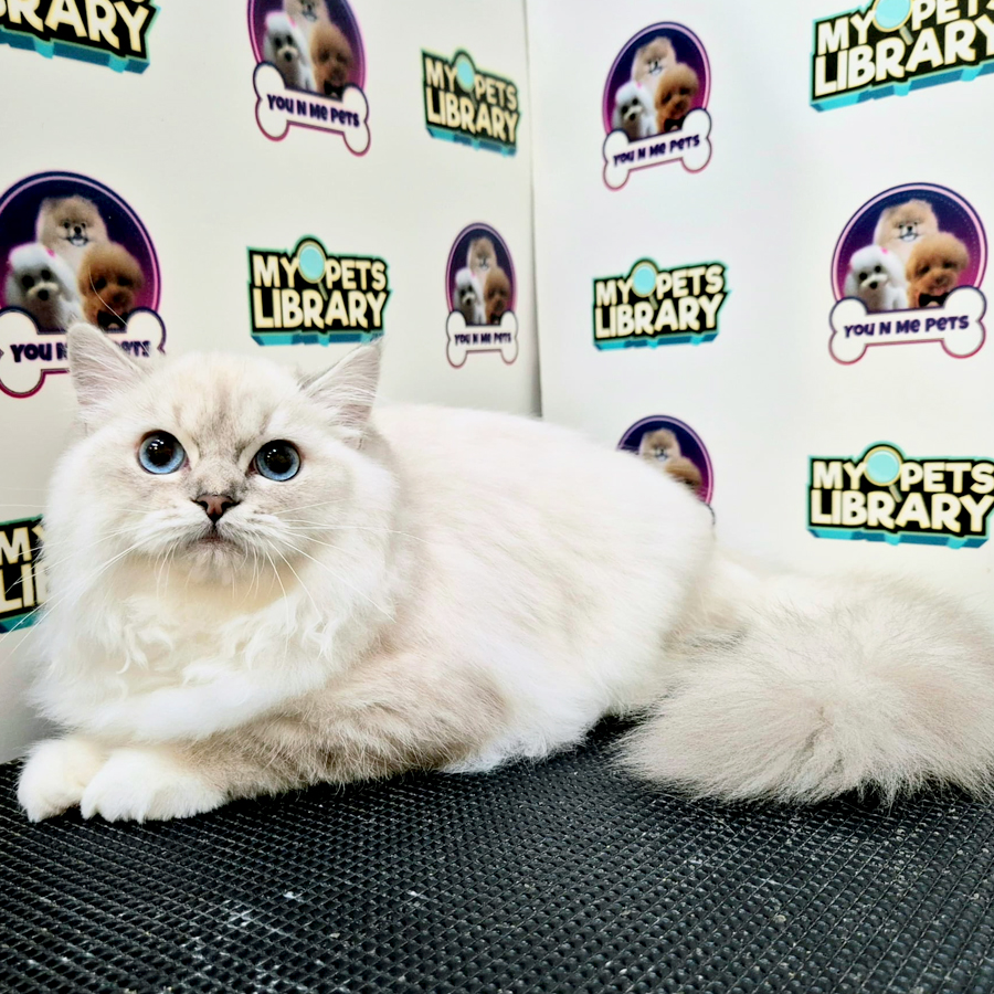 Napoleon Mix Ragdoll Kitten (Female) For Sale