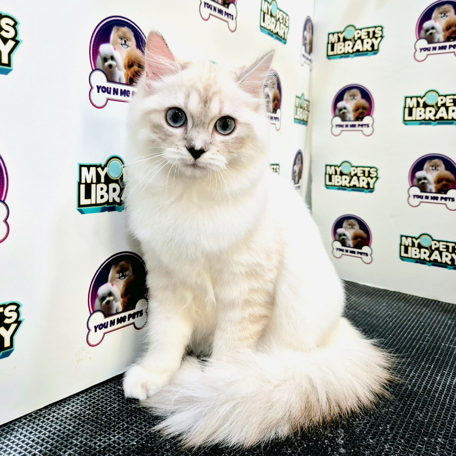Napoleon Mix Ragdoll Kitten (Male) For Sale