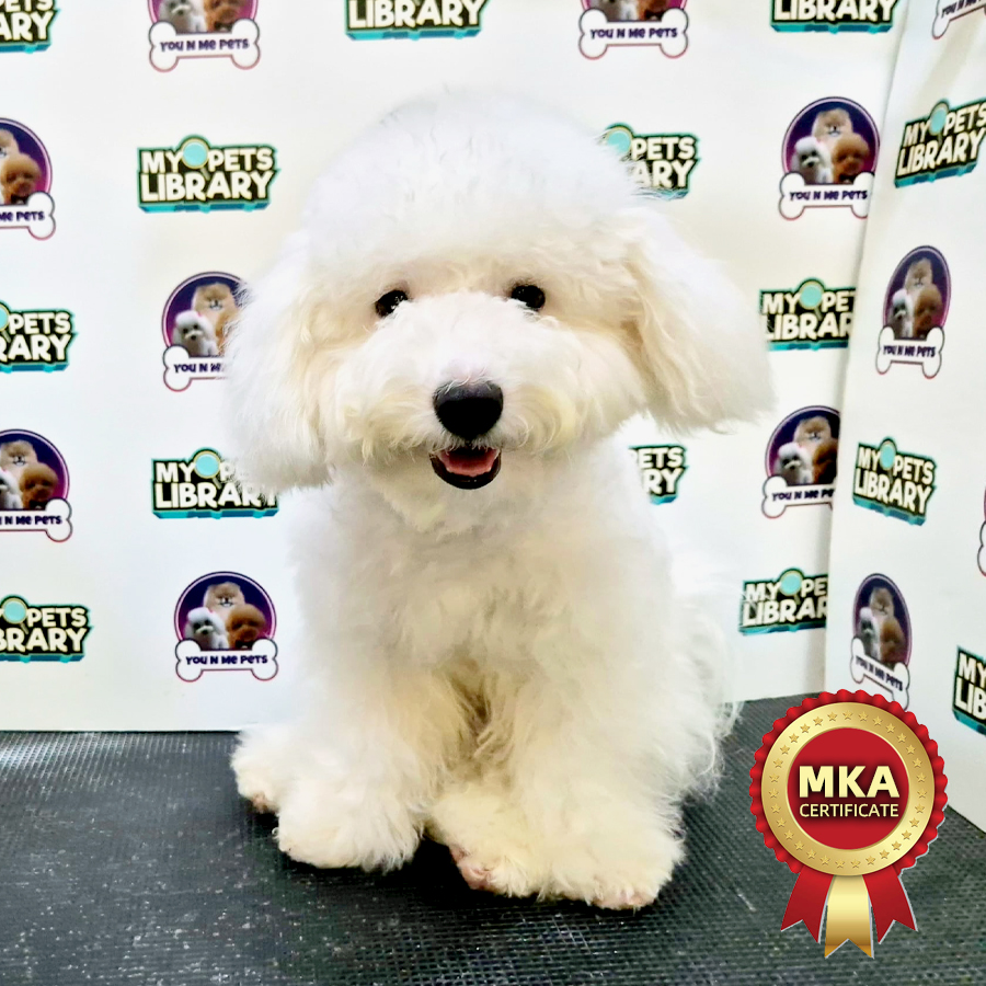 MKA Bichon Frise Puppy (Male) For Sale