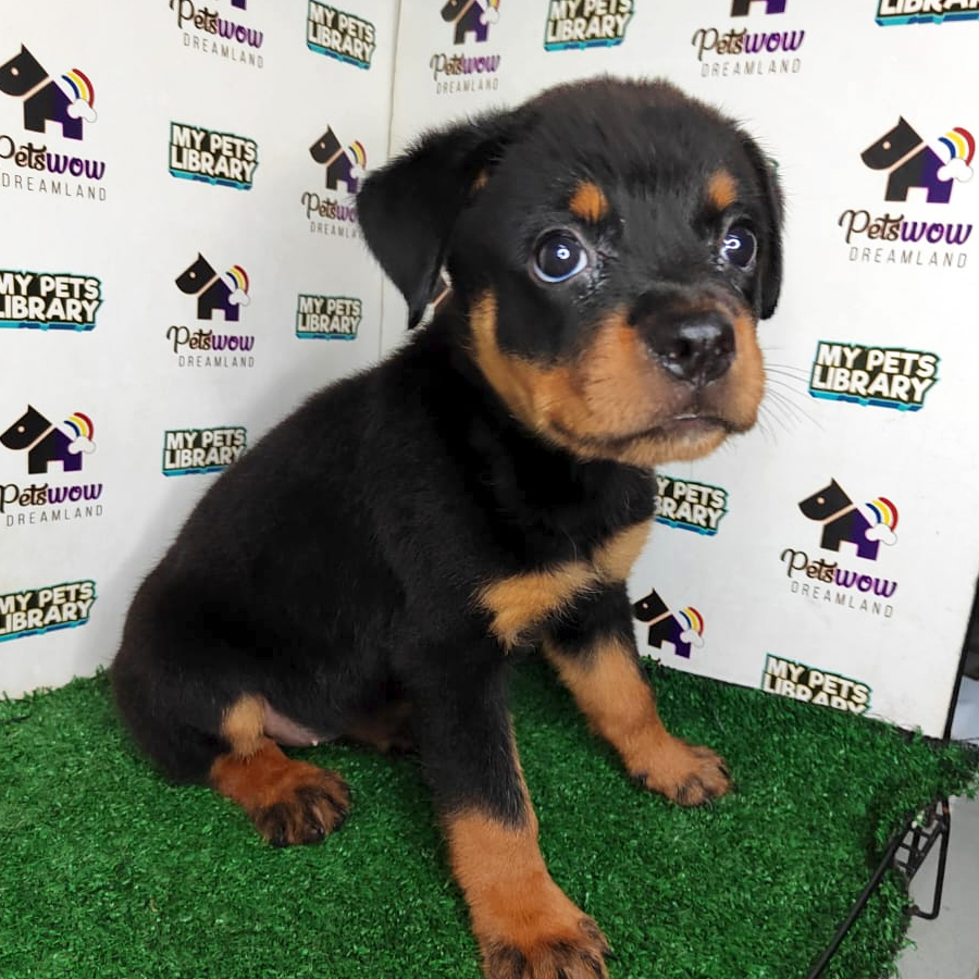 MKA Rottweiler Puppy (Female) For Sale