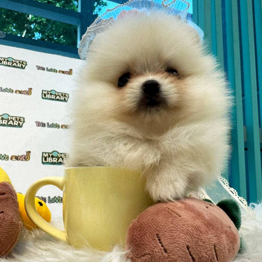 Tiny Teacup Pomeranian Puppy (Female) For Sale