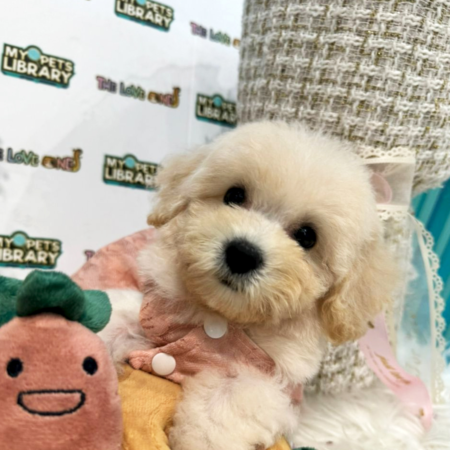 Tiny Toy Poodle Puppy (Female) For Sale