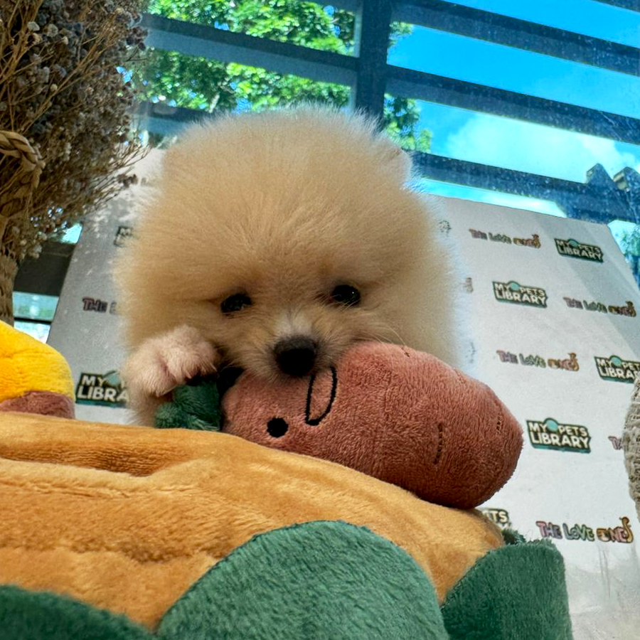 Tiny Pomeranian Puppy (Female) For Sale