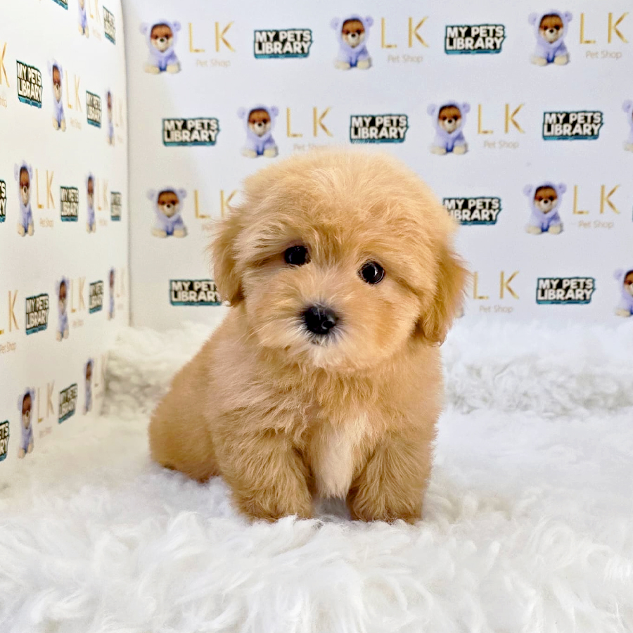 Maltipoo Puppy (Male) For Sale