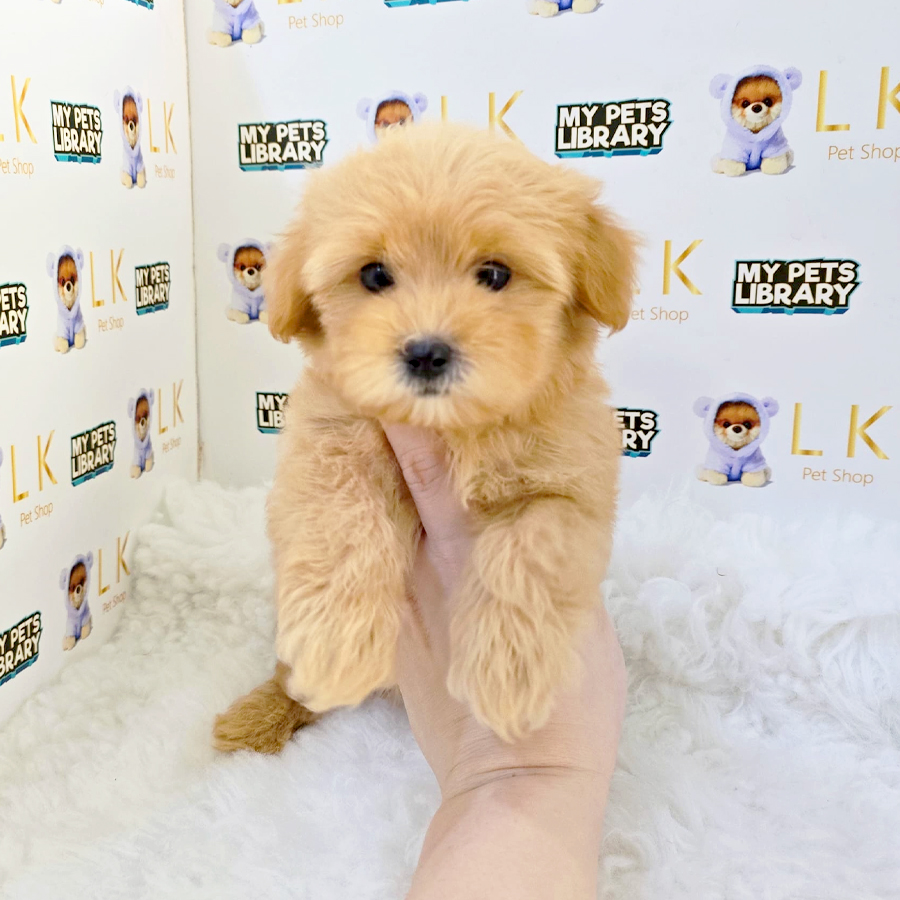 Maltipoo Puppy (Female) For Sale