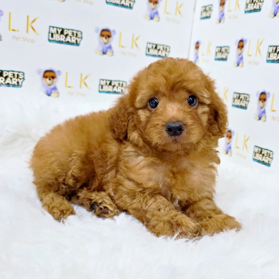 Maltipoo Puppy (Male) For Sale