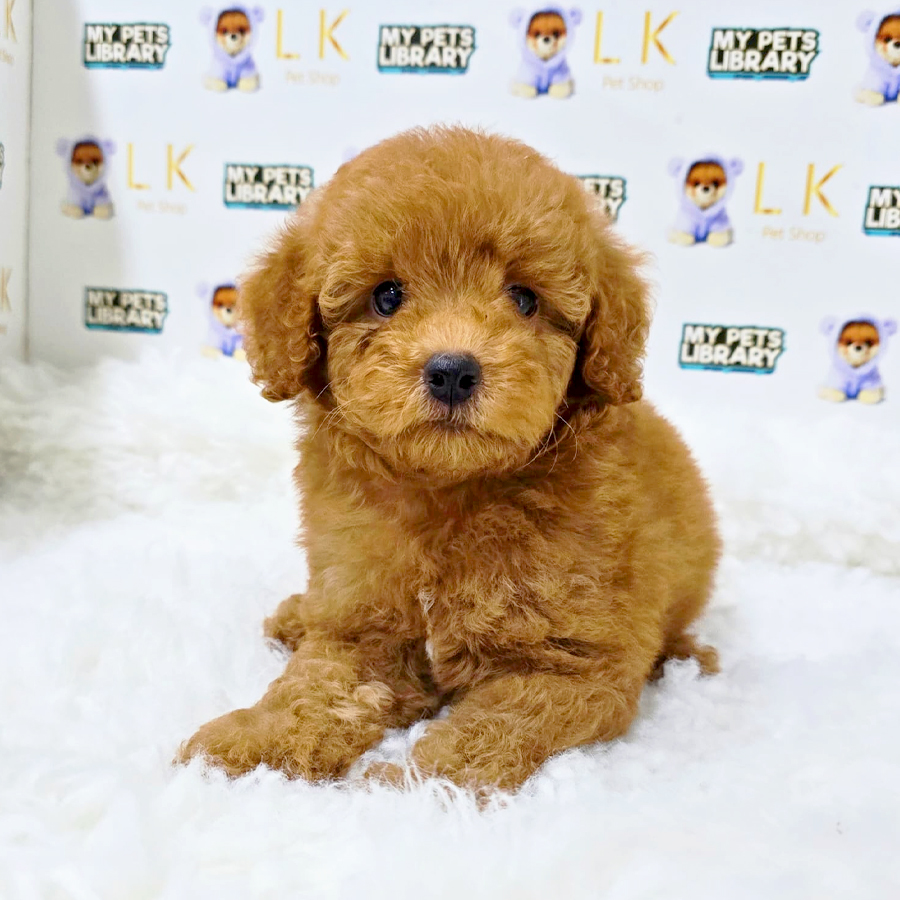 Toy Poodle Puppy (Female) For Sale