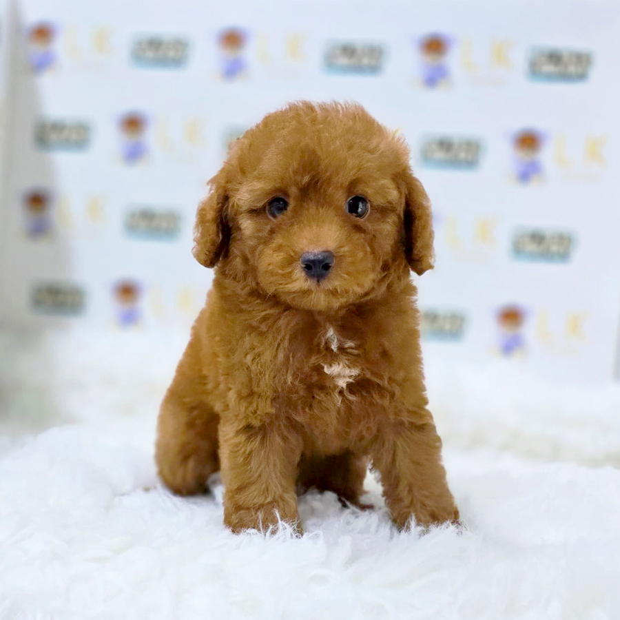 Toy Poodle Puppy (Male) For Sale