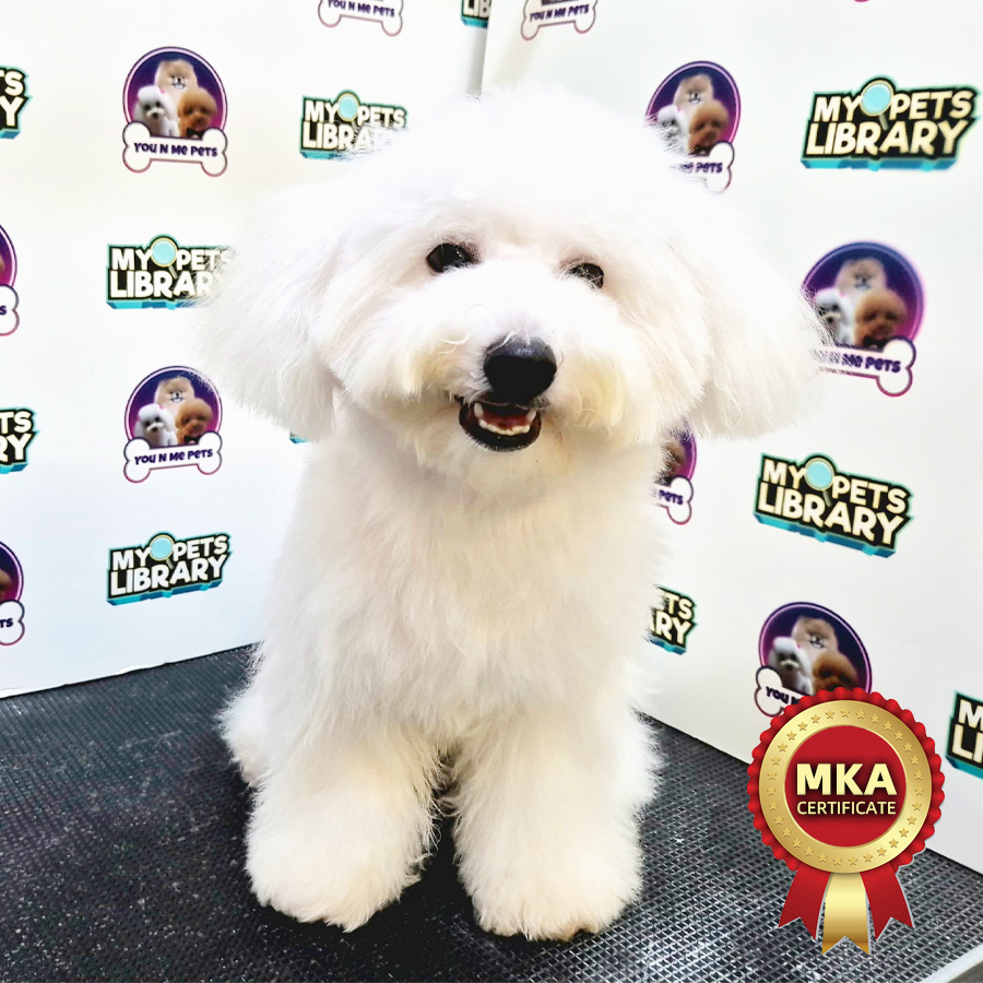 MKA Bichon Frise Puppy (Female) For Sale
