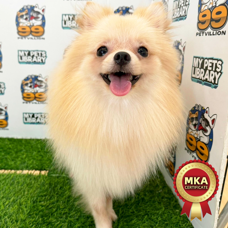 MKA Tiny Pomeranian Puppy (Male) For Sale