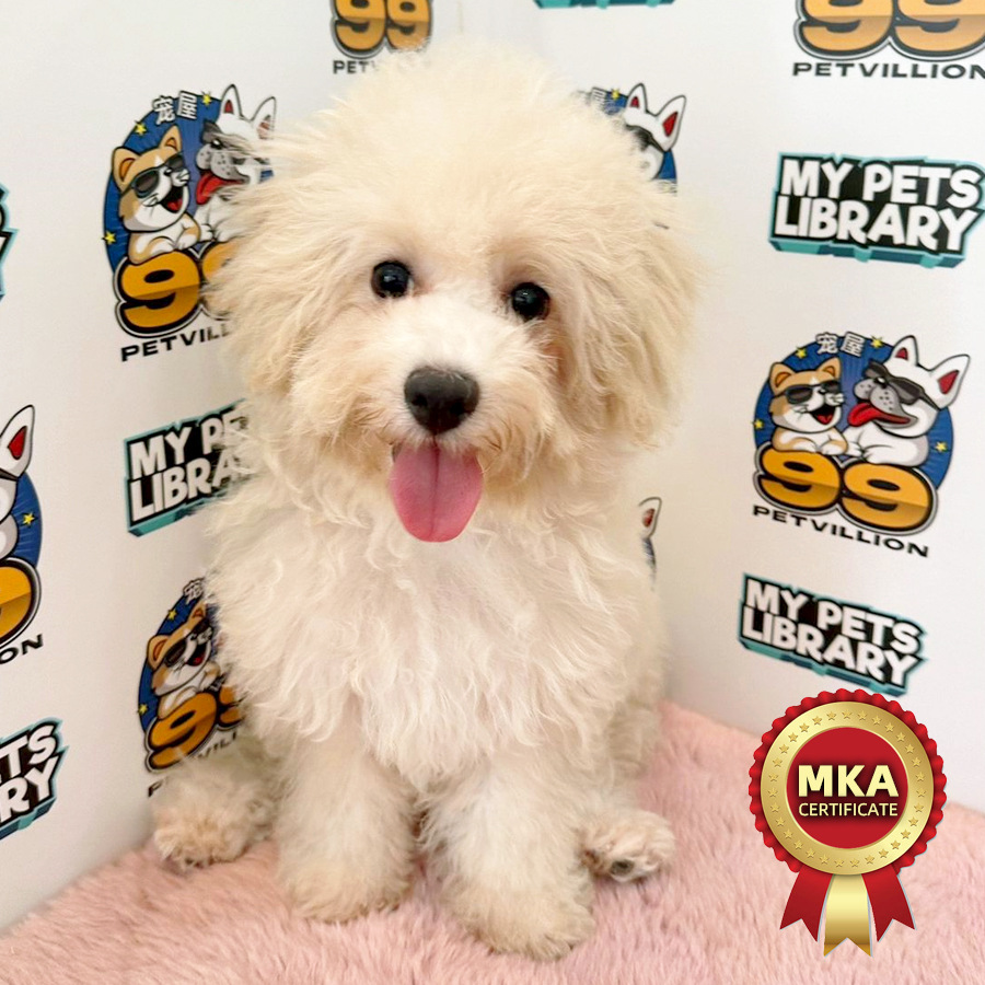 MKA Toy Poodle Puppy (Female) For Sale