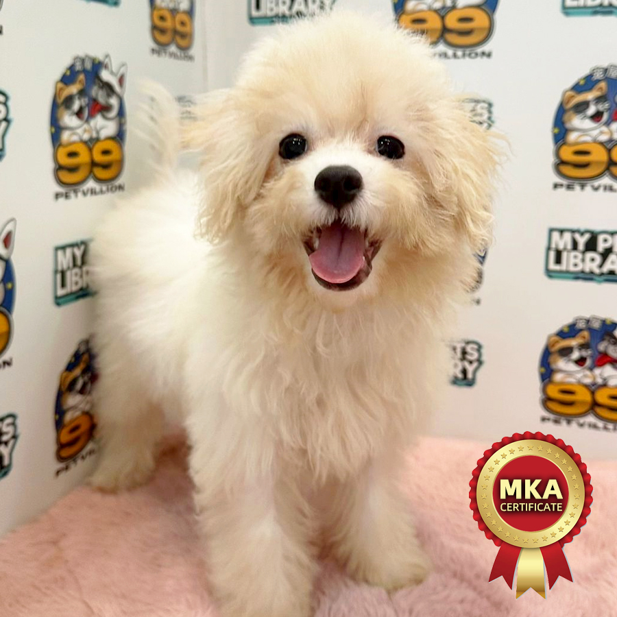 MKA Toy Poodle Puppy (Female) For Sale
