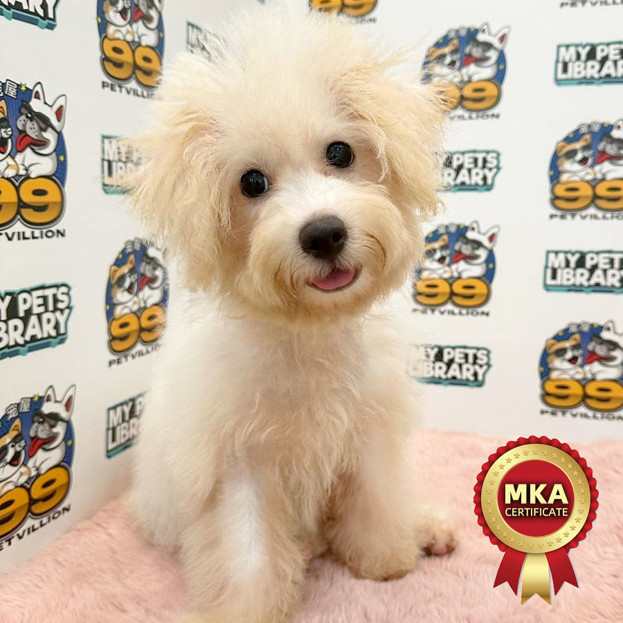 MKA Toy Poodle Puppy (Male) For Sale