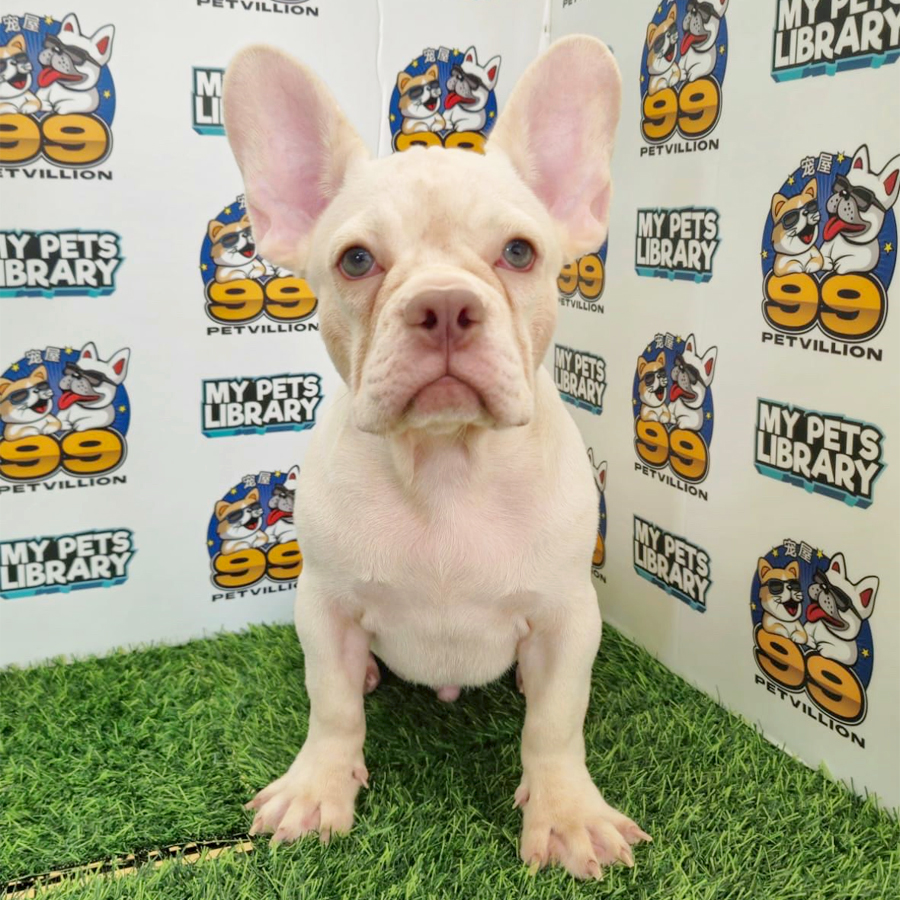 French Bulldog Puppy (Male) For Sale