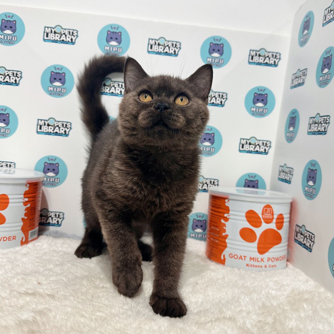 British Shorthair Kitten (Male) For Sale