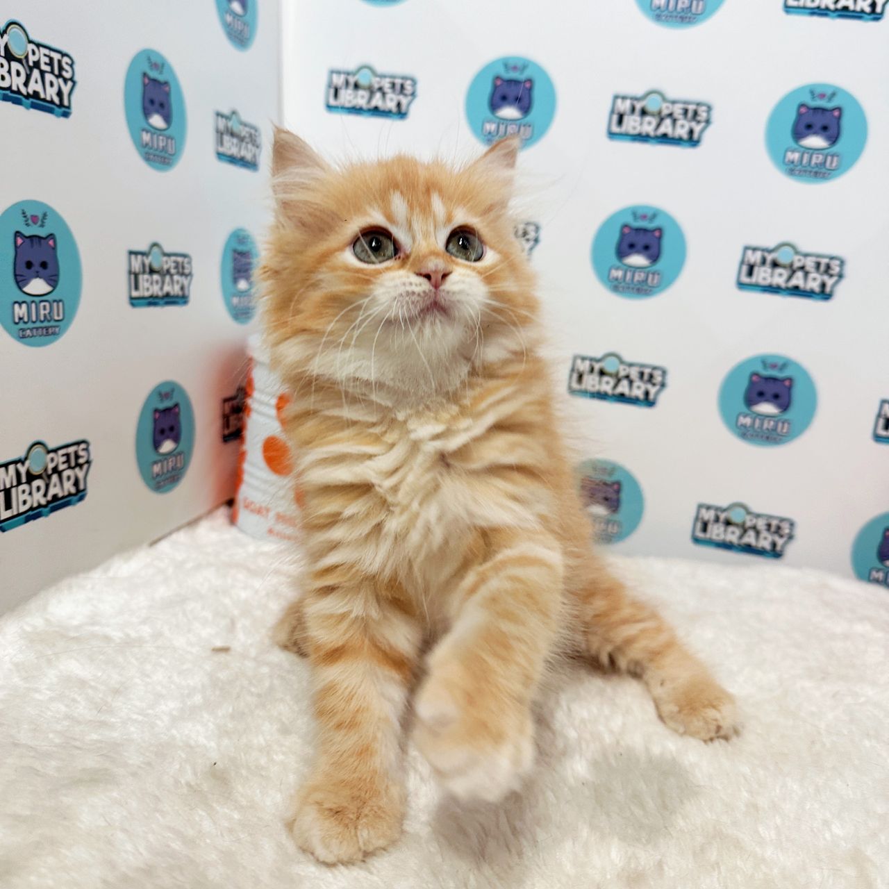 Scottish Straight Kitten (Female) For Sale