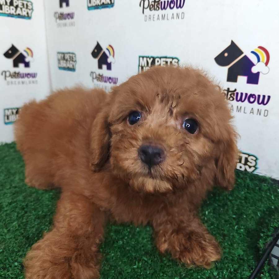 Poodle Puppy (Male) For Sale