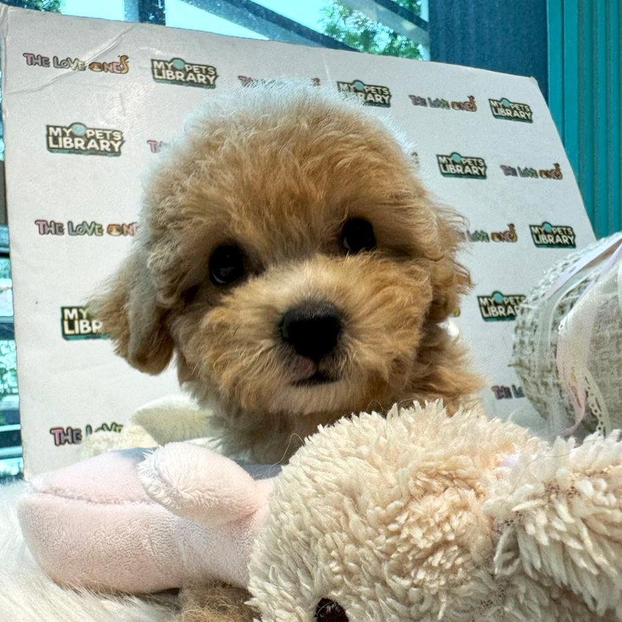 Maltipoo Puppy (Female) For Sale