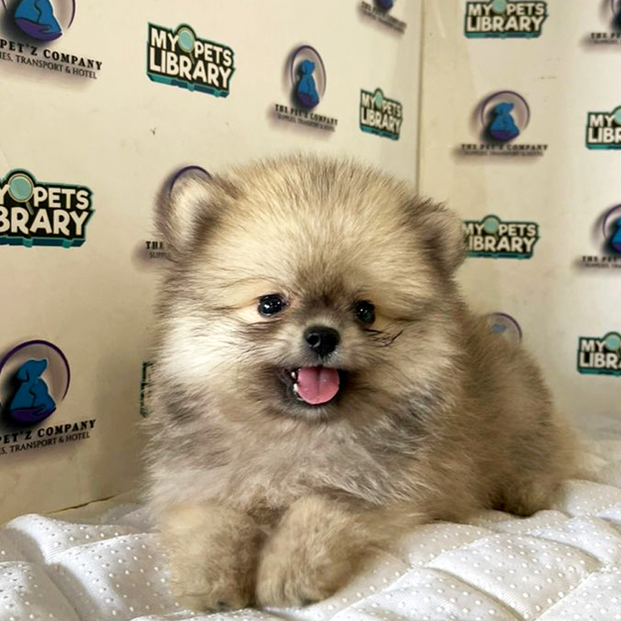 Pomeranian Puppy (Male) For Sale