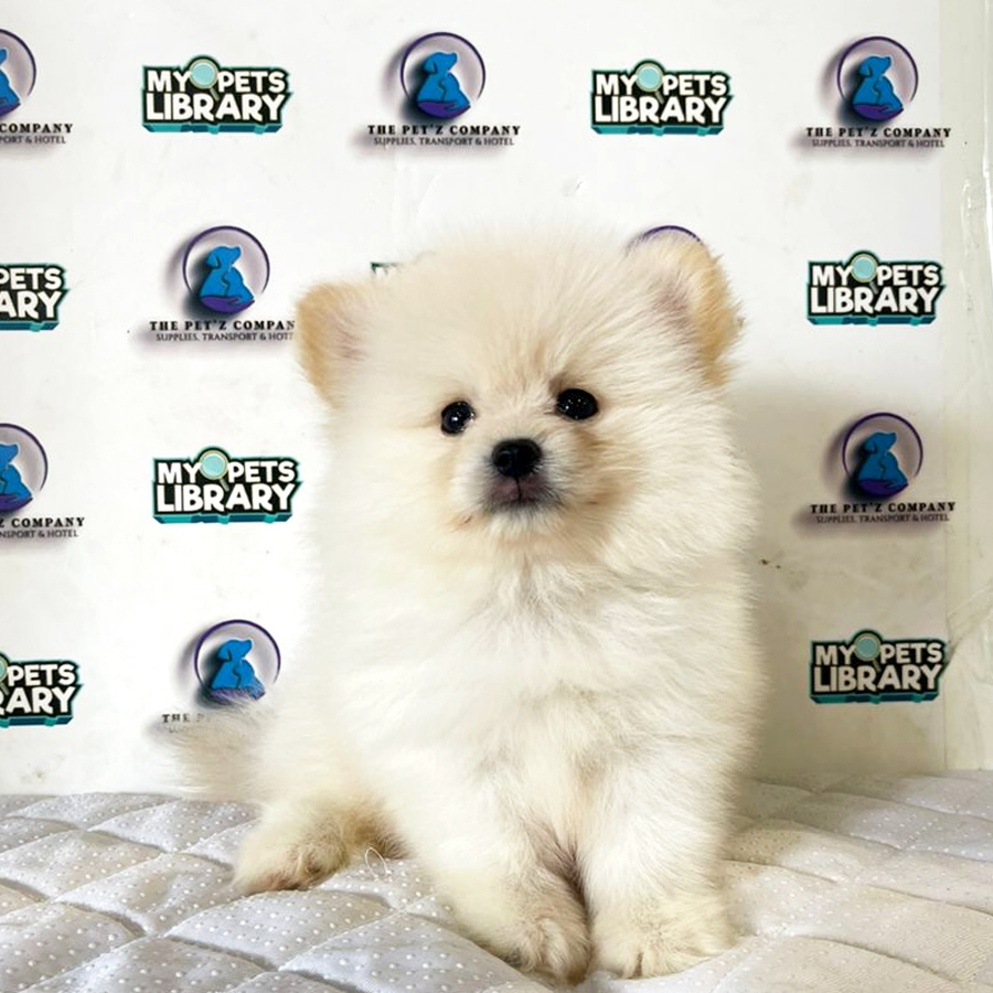 Pomeranian Puppy (Male) For Sale