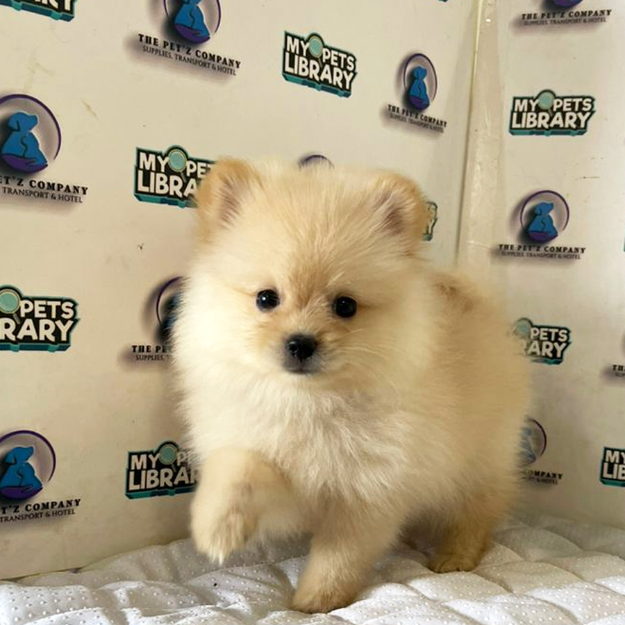Pomeranian Puppy (Male) For Sale