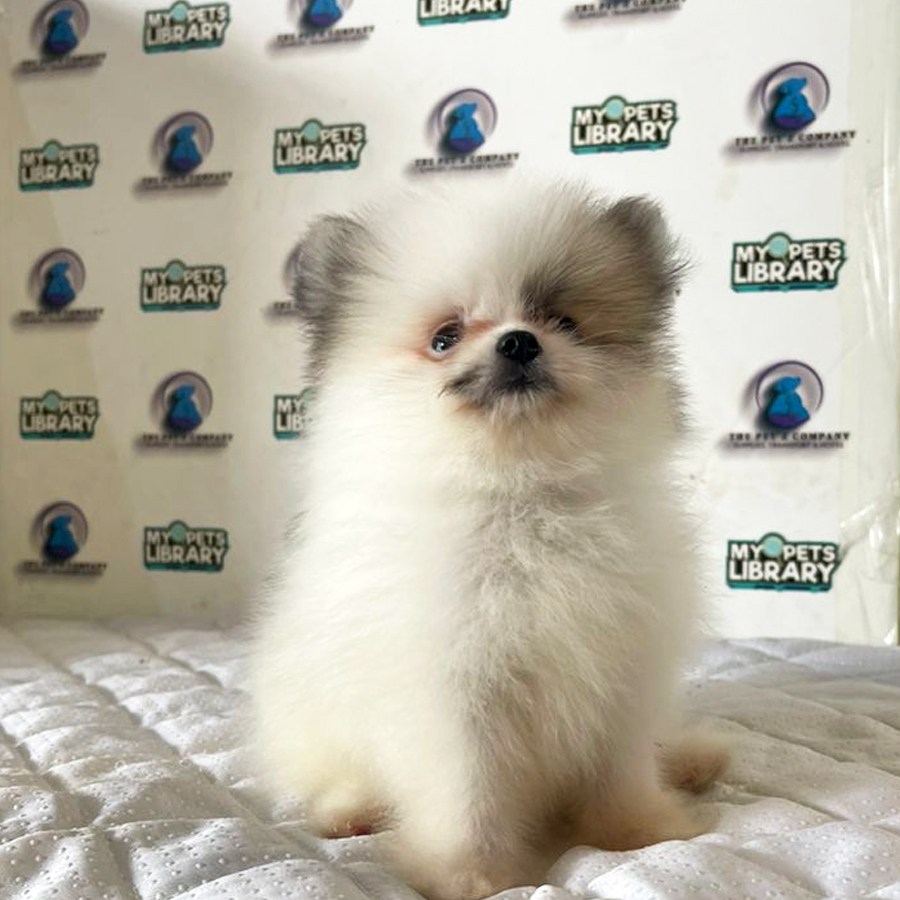 Pomeranian Puppy (Male) For Sale