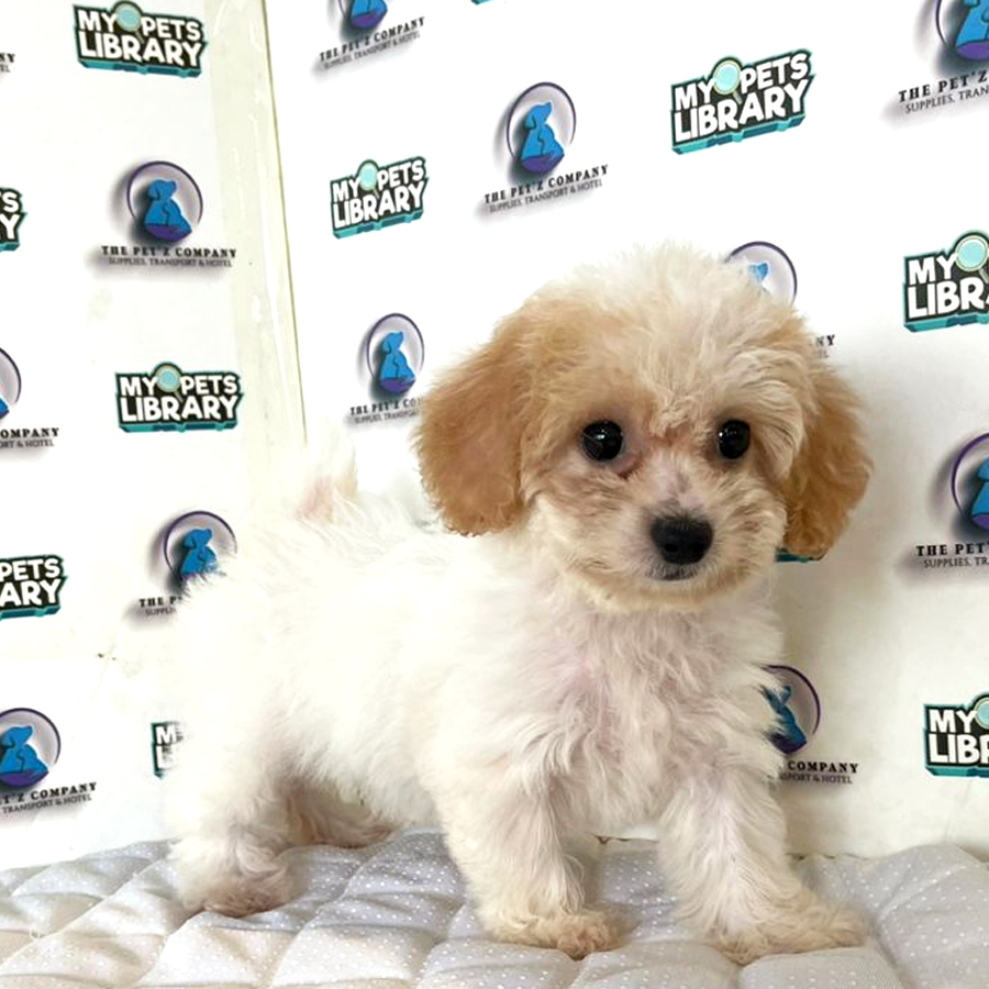 Poodle Puppy (Male) For Sale